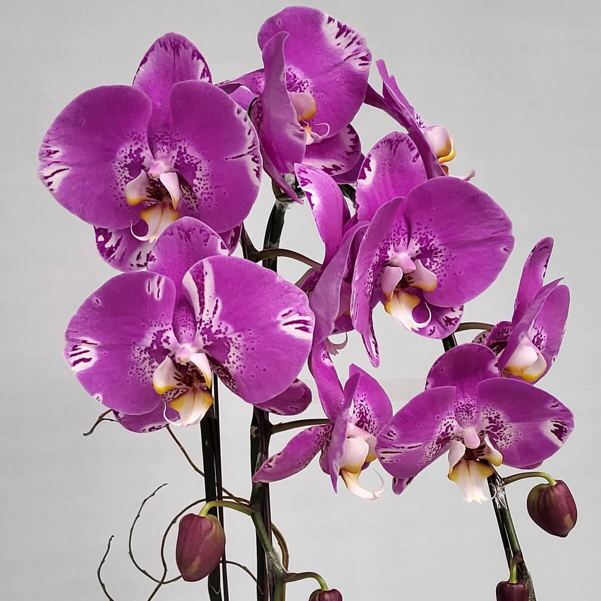 Cluster of Pink Treasure Map orchids with buds and speckled petals - 粉紅地圖蝴蝶蘭花簇連花苞斑點花瓣