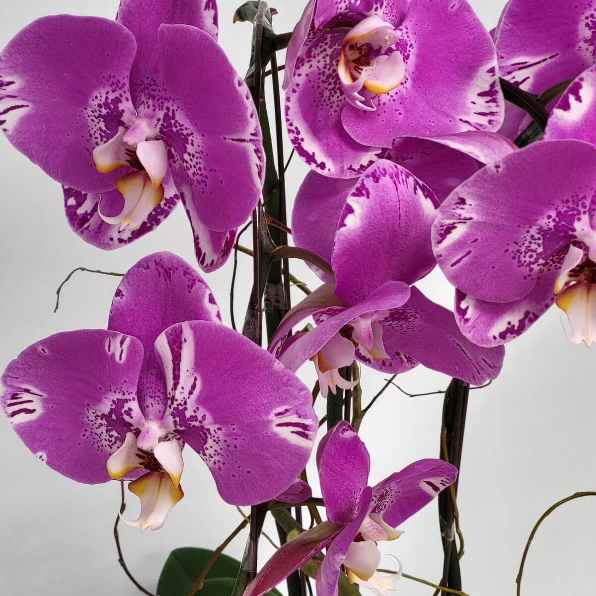 Cluster of Pink Treasure Map Orchids with white-edged petals - 粉紅寶圖蘭花花簇，花瓣邊緣帶白