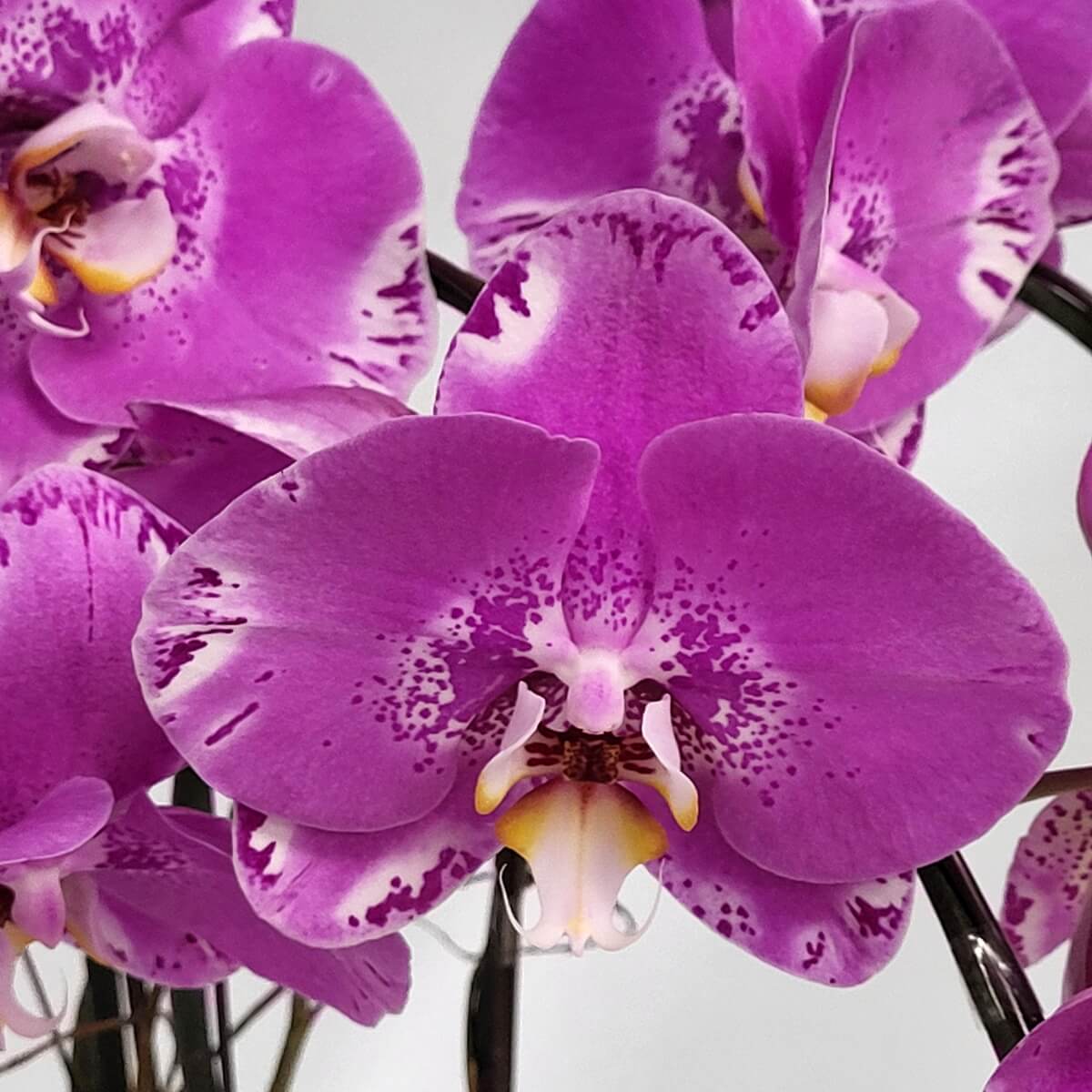 Detailed view of Pink Treasure Map Orchid showing rounded magenta petals, white tips, and yellow-purple curled central lip - 粉紅寶圖蘭花細節，洋紅圓花瓣配白尖及黃紫捲曲唇瓣