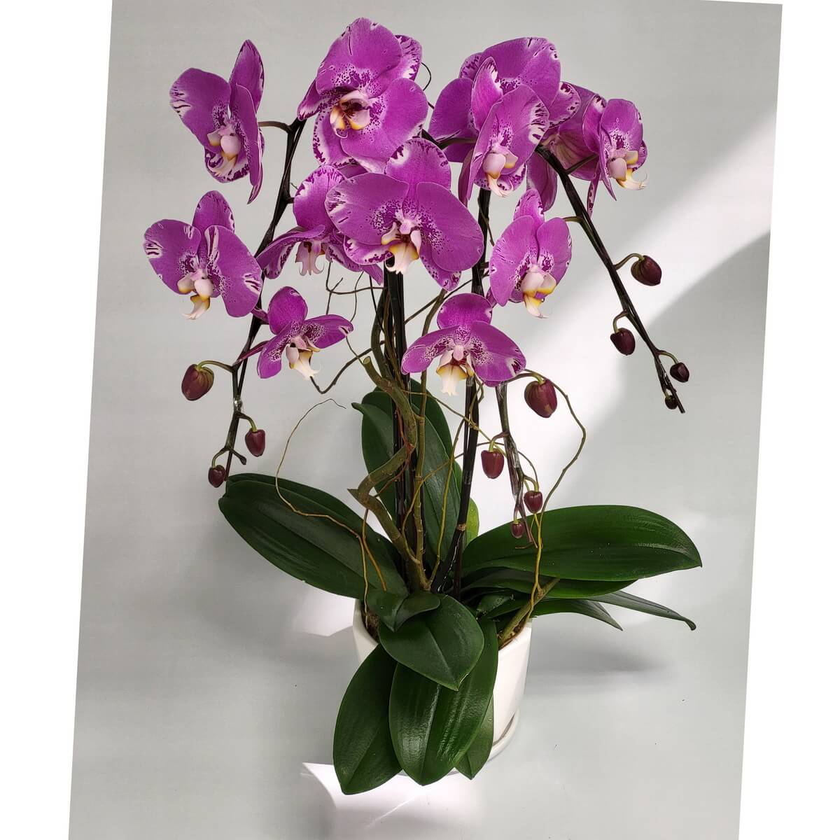 Original full view of Pink Treasure Map Orchid featuring vivid magenta blooms, arched stems, unopened buds, and lush foliage in a white pot illuminated by natural light - 粉紅寶圖蘭花全景，洋紅花朵、拱形花莖與花苞，綠葉茂密，置於白盆中自然光照