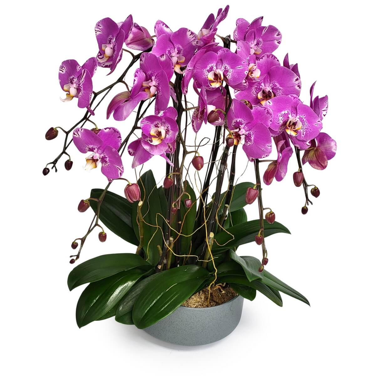 Full Pink Treasure Map Orchid arrangement featuring speckled magenta blooms, arched stems, and abundant buds, displayed in a broad grey ceramic container - 粉紅寶圖蘭花整體擺設，斑點洋紅花與彎莖繁花苞，搭配寬身灰色陶瓷花器展示
