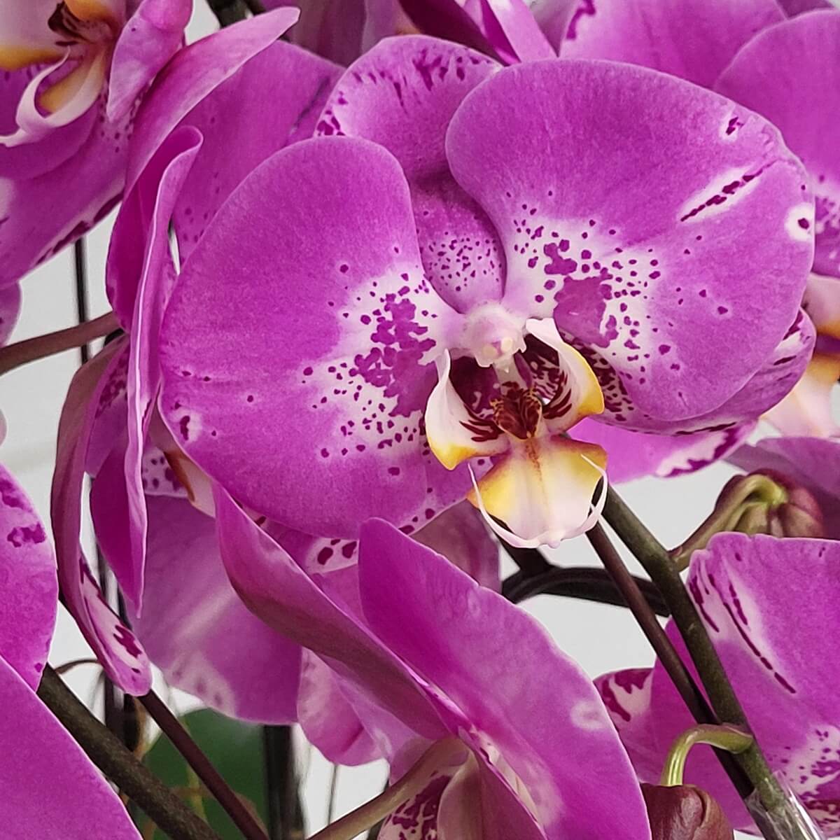 Close-up of Pink Treasure Map Orchids with overlapping petals and yellow lip - 粉紅寶圖蘭花特寫，花瓣層疊配黃唇瓣