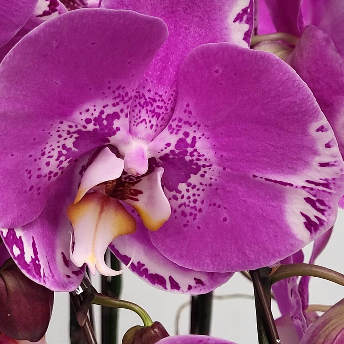 Macro view of Pink Treasure Map Orchid showing rounded magenta petals, speckled white edges, and a curled yellow-white lip - 粉紅寶圖蘭花微距圖，洋紅圓瓣配白色斑邊及捲曲黃白唇瓣