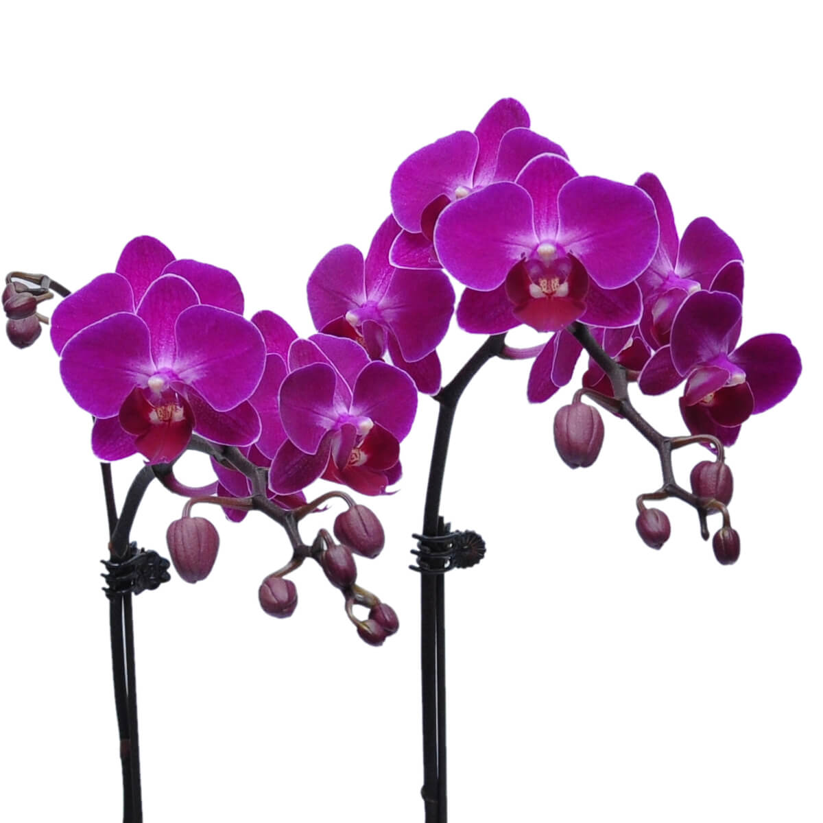 Twin orchid spikes display lush purple blooms and several buds, curving gracefully outward – 雙枝蘭花向外優雅綻放，花瓣濃紫飽滿，花梗上仍帶有多顆含苞待放的花蕾