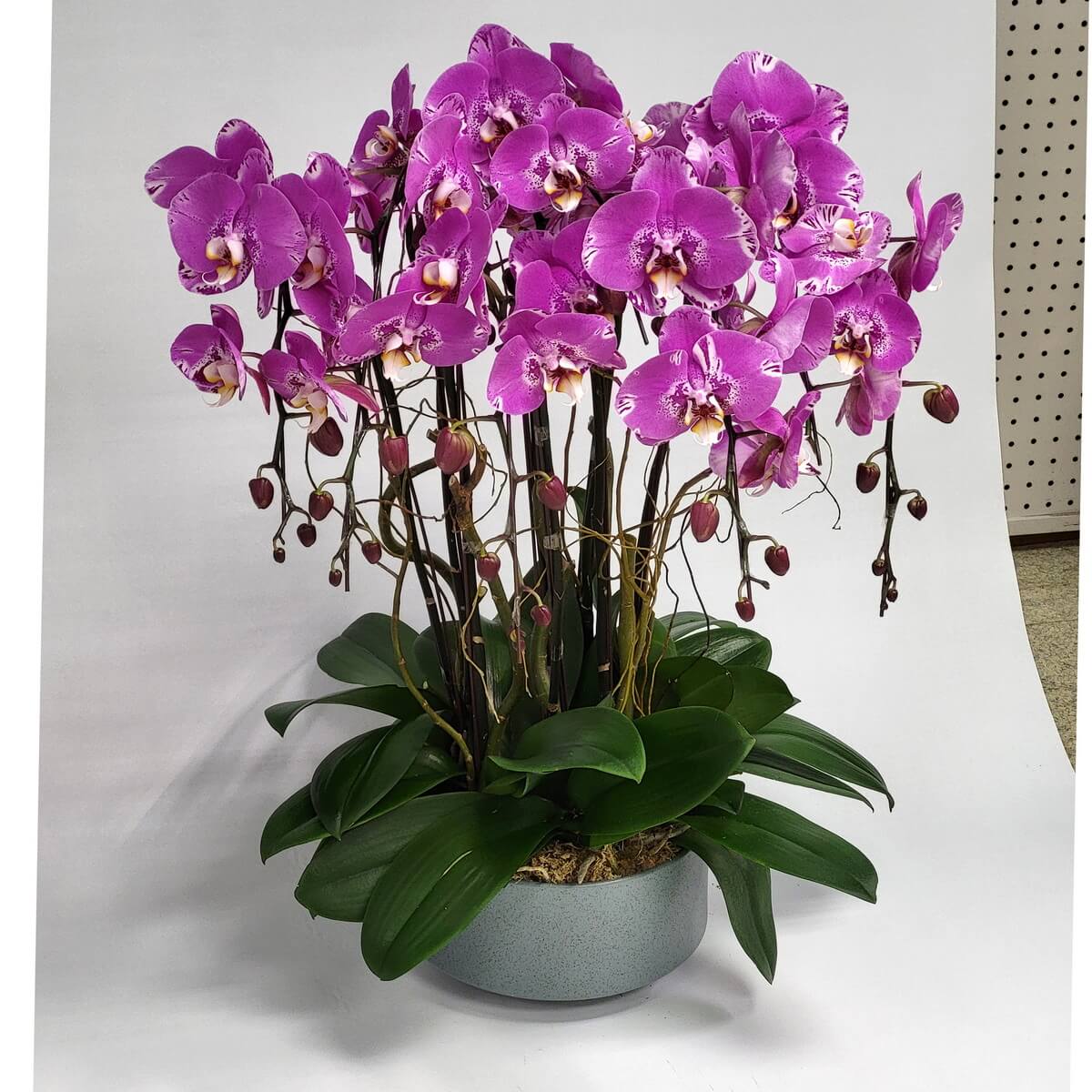 Original full display of Pink Treasure Map Orchid featuring vivid speckled blooms, curved stems, unopened buds, and glossy green leaves arranged in a broad grey pot against white backdrop - 粉紅寶圖蘭花完整展示，斑點花艷麗，彎莖與花苞自然垂掛，綠葉光澤，灰色寬盆中陳設，背景為純白布幕