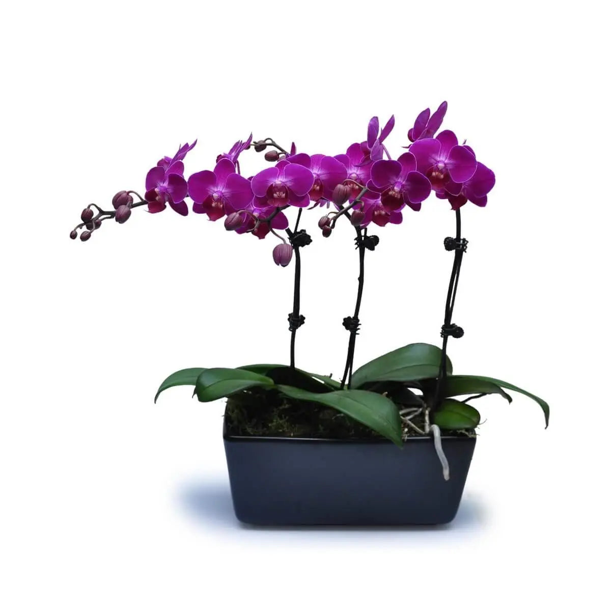 Three stems of vibrant magenta Phalaenopsis orchids with glossy green leaves set in a rectangular black ceramic planter | 三枝鮮亮紫紅蝴蝶蘭配光澤綠葉，整齊植於長方形黑陶盆內