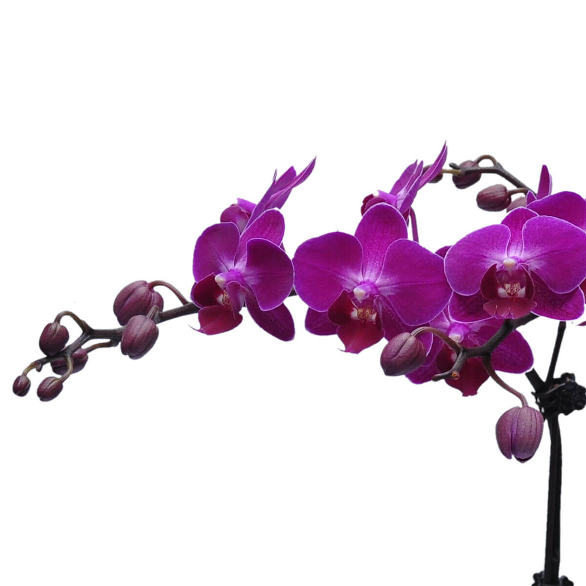 This vivid orchid stem showcases a cascade of open purple blooms and tightly closed buds, arranged in a gentle arc – 鮮艷蘭花沿弧形花梗綻放，花朵與含苞花苞交錯，宛如瀑布垂墜而下