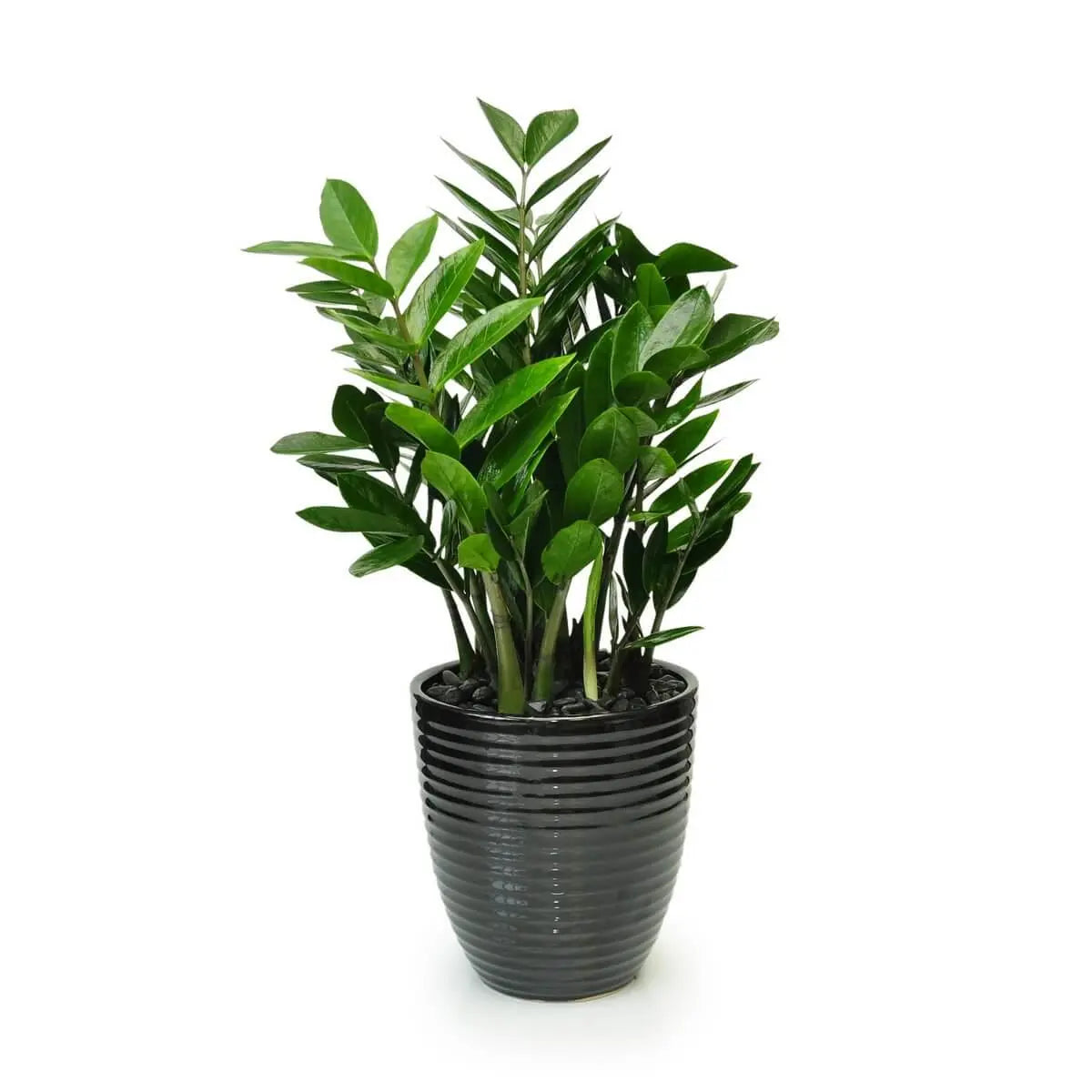 ZZ plant with glossy, deep green leaves on upright stems, placed in a sleek black ribbed ceramic planter topped with smooth black stones | 鐵樹葉片深綠有光澤，枝幹挺立，種於黑色條紋陶盆，鋪黑色圓石裝飾