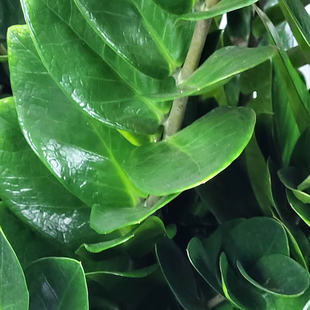 Close-up of glossy green ZZ plant leaves with thick oval blades and smooth texture | 光澤翠綠的金錢樹葉特寫，葉片厚實呈橢圓形，質感光滑飽滿