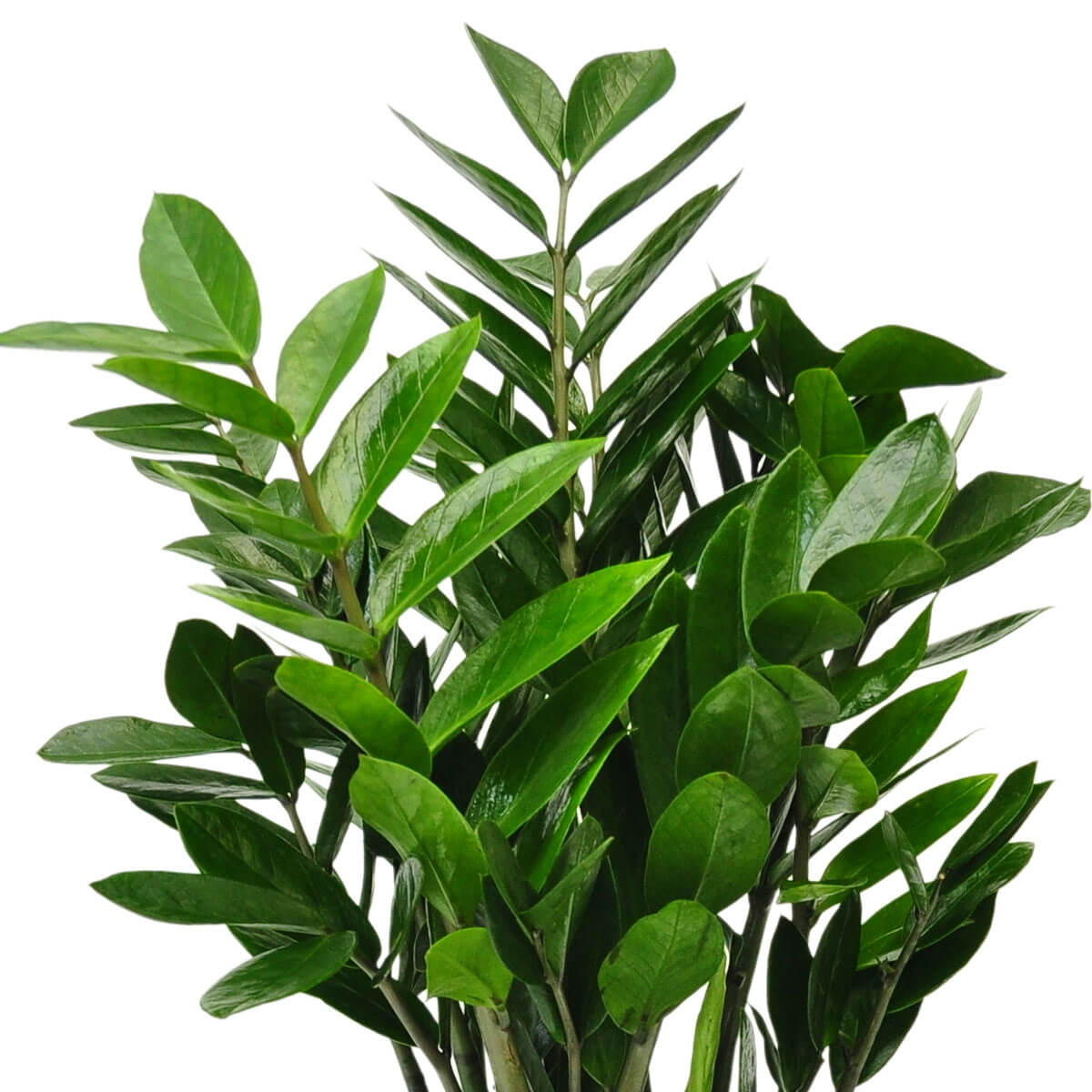 This ZZ plant features firm, upright stalks with rows of shiny, oval leaves in a vibrant green hue – 幸運竹芋莖幹挺拔，翠綠葉片排列整齊，葉面光滑有光澤