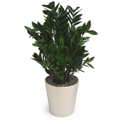 Plants