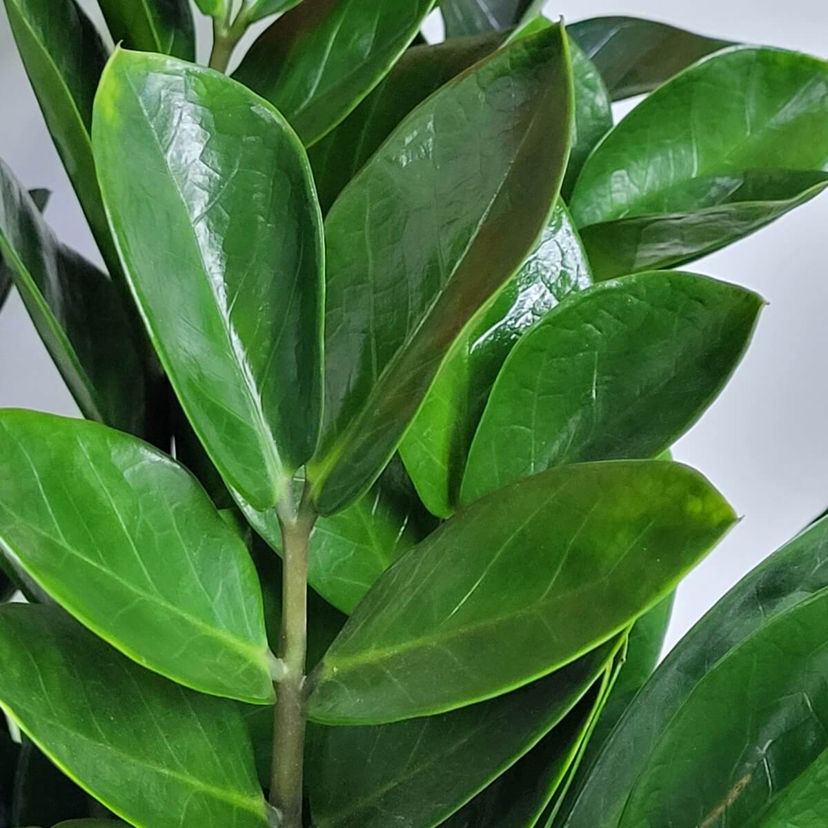 Glossy green ZZ plant leaves with smooth oval blades arranged along a sturdy upright stem | 光澤翠綠的金錢樹葉片呈橢圓形，沿著挺直枝幹整齊排列生長，質感厚實