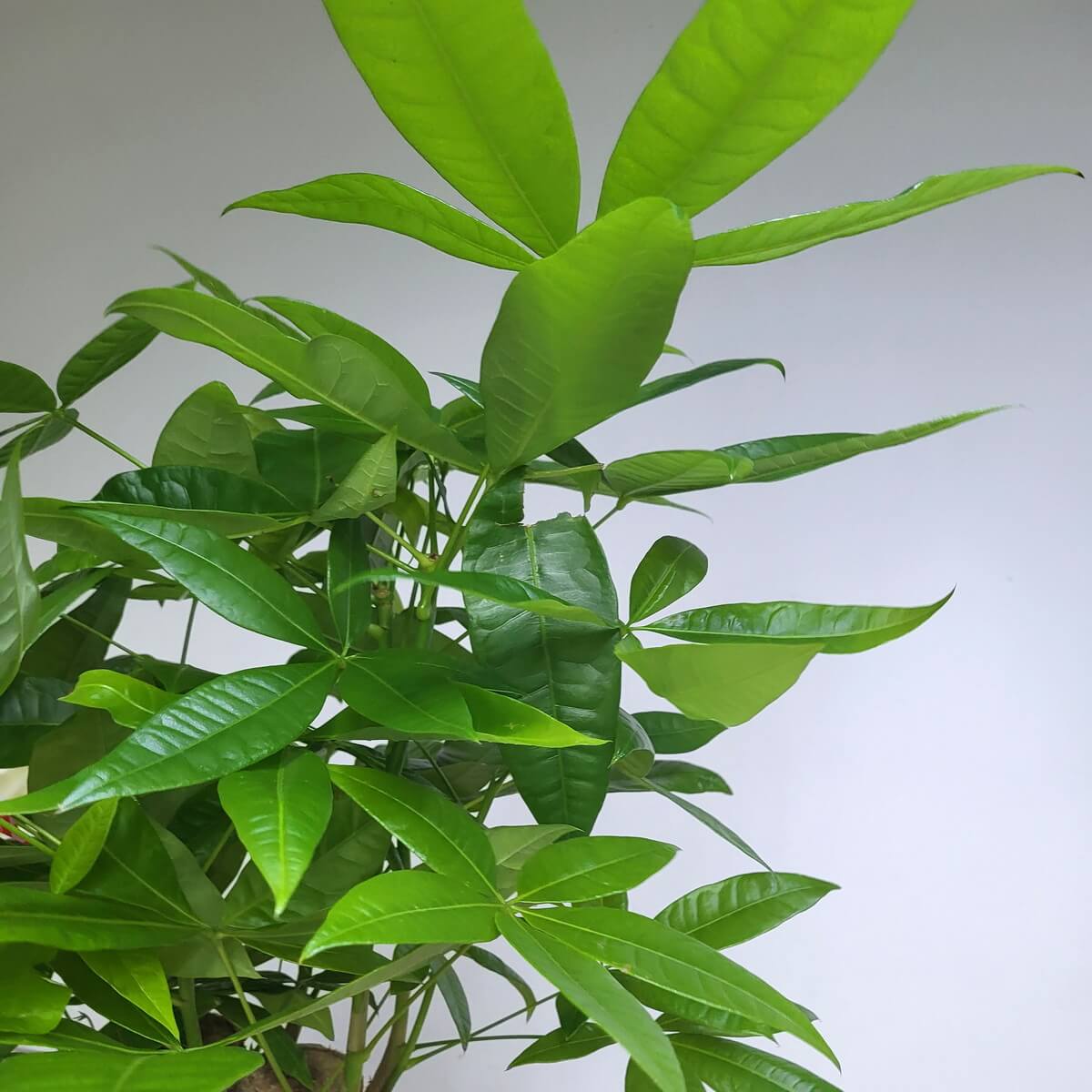 Full view of Pachira aquatica with glossy, lance-shaped green leaves - commonly known as a money tree. | 發財樹全景，葉片呈長橢圓形且富有光澤，背景簡潔。