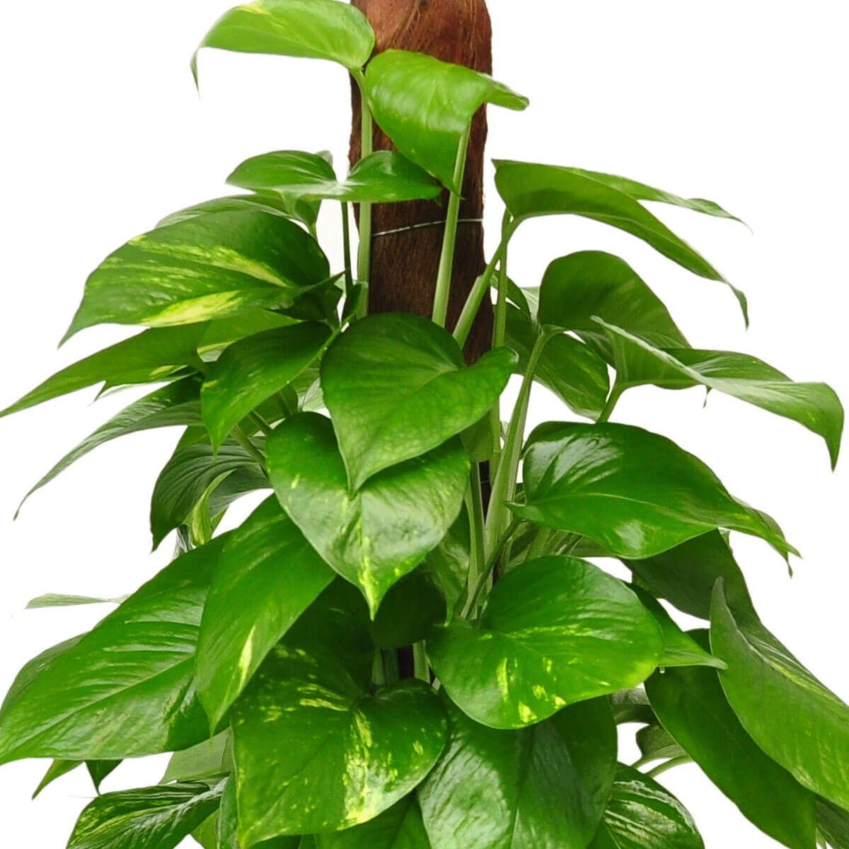 Golden Pothos climbing vertically with dense, heart-shaped green leaves adorned with golden-yellow streaks – 黃金葛向上生長，心形濃綠葉片夾雜金黃斑紋，整體濃密旺盛
