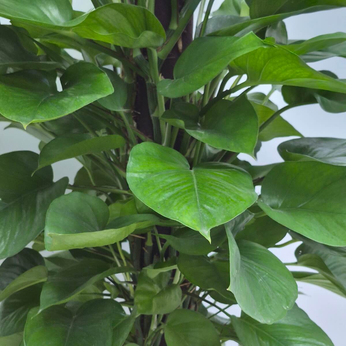 Devi's Ivy (L)