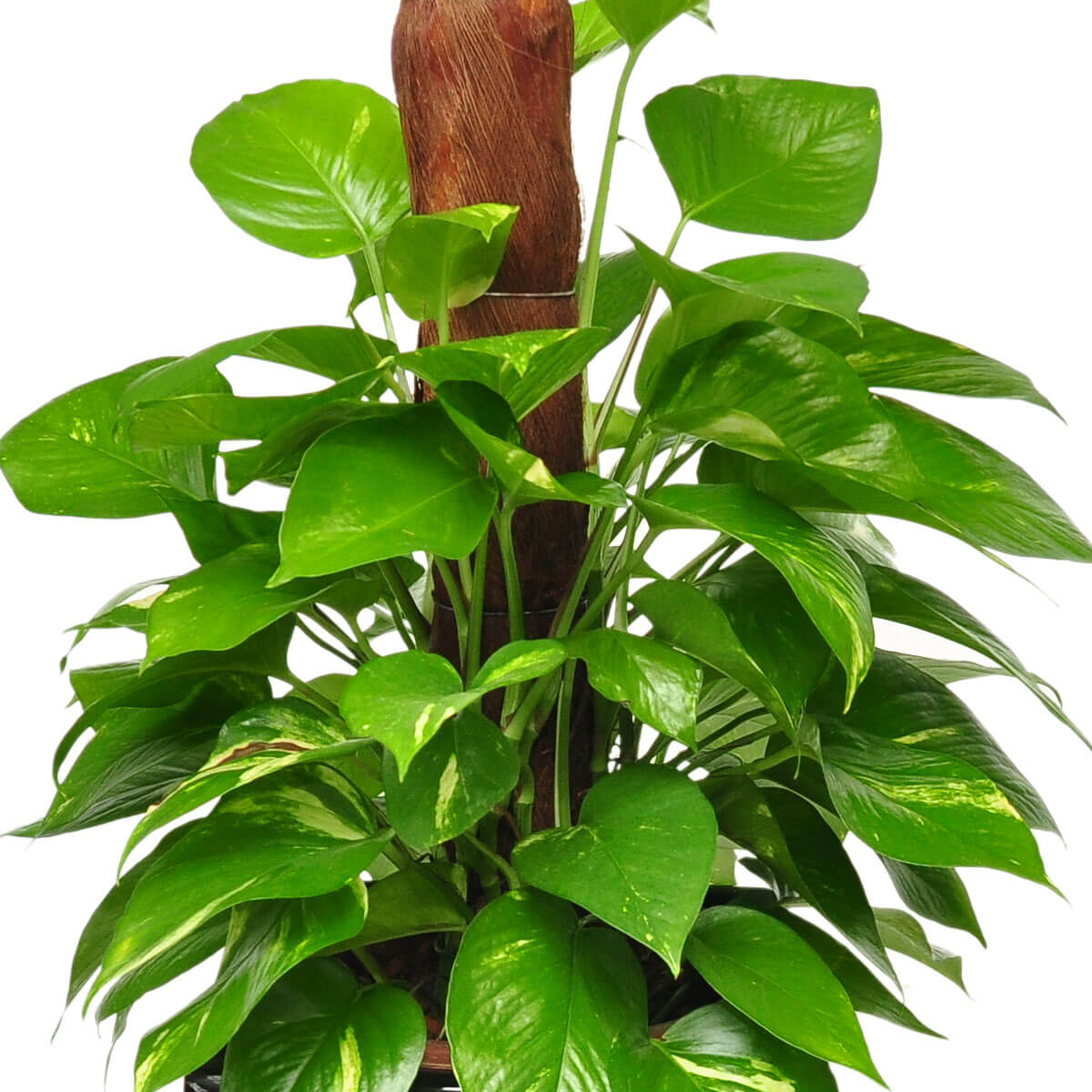 Golden Pothos plant climbing a thick central support pole, with lush, heart-shaped green leaves showing faint yellow streaks – 黃金葛沿粗支柱向上攀附，心形綠葉茂密，隱見淡黃條紋