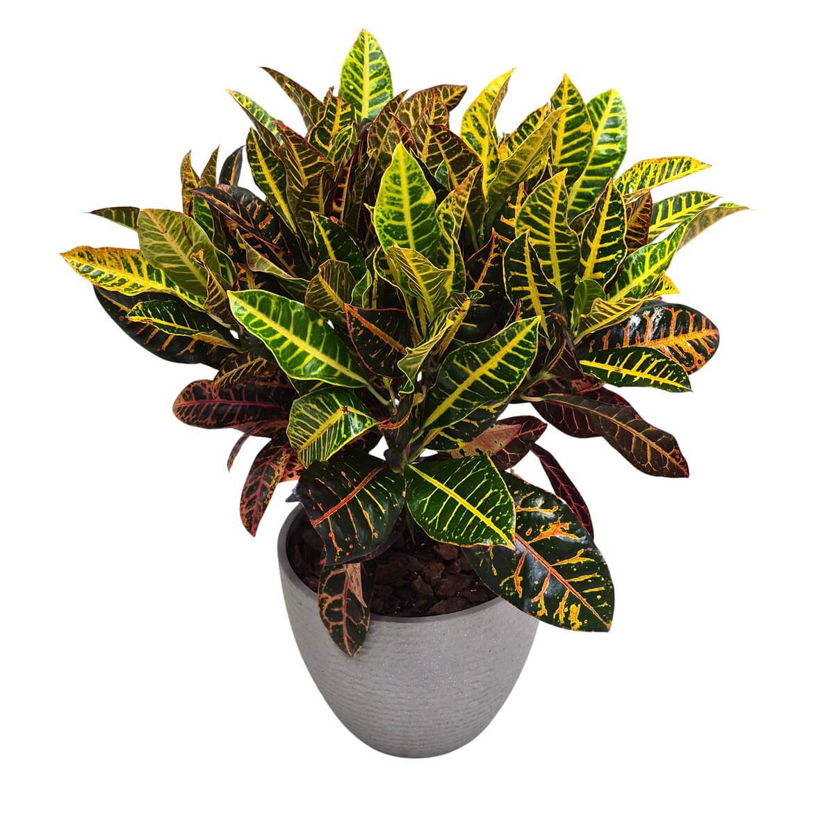 Croton Plant