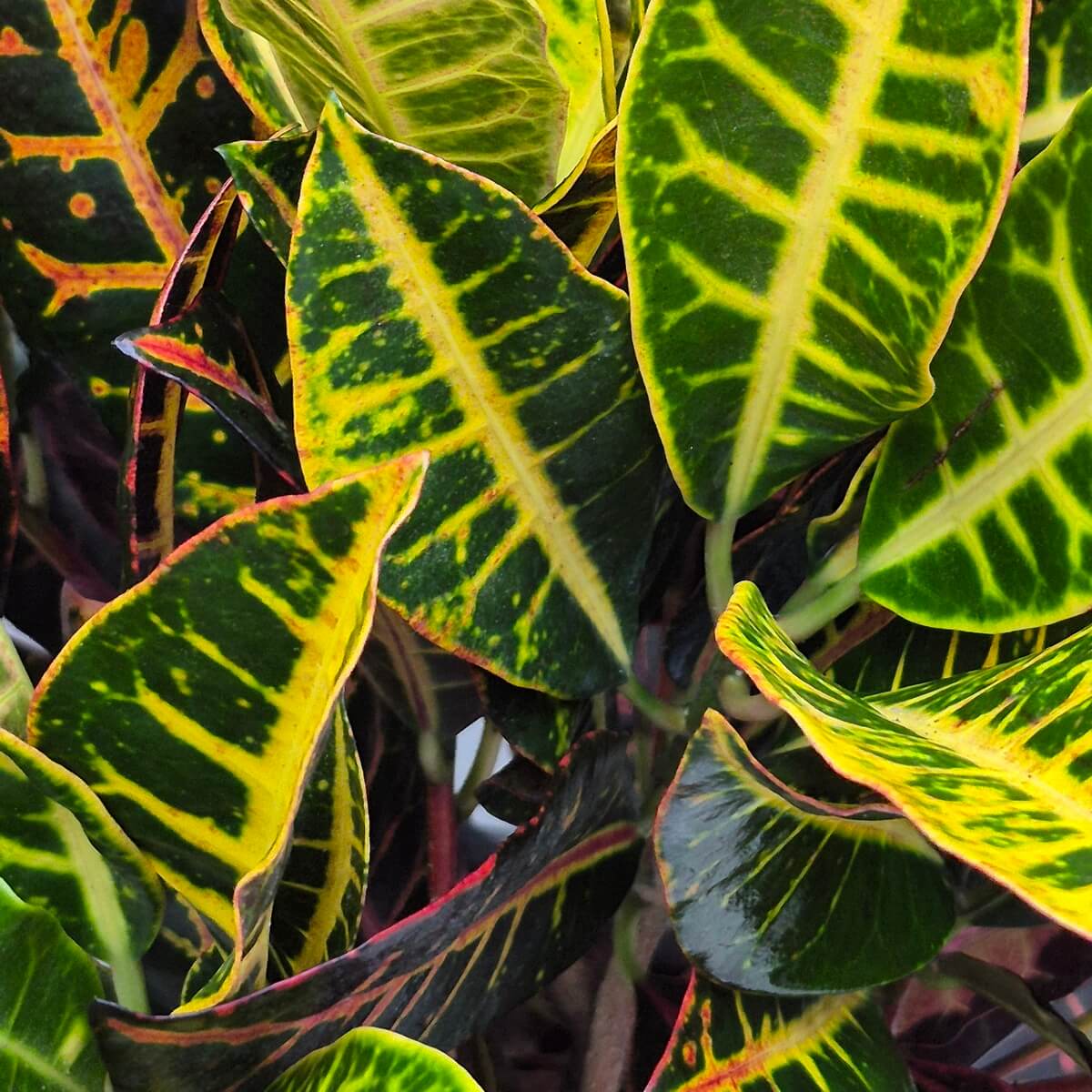 Croton Plant