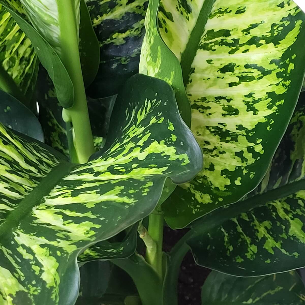Close-up of multiple Dieffenbachia leaves with irregular green-yellow variegation and prominent midribs, surrounding thick upright stems 萬年青多片葉組特寫，具不規則綠黃斑紋與明顯葉脈，襯托挺立粗莖