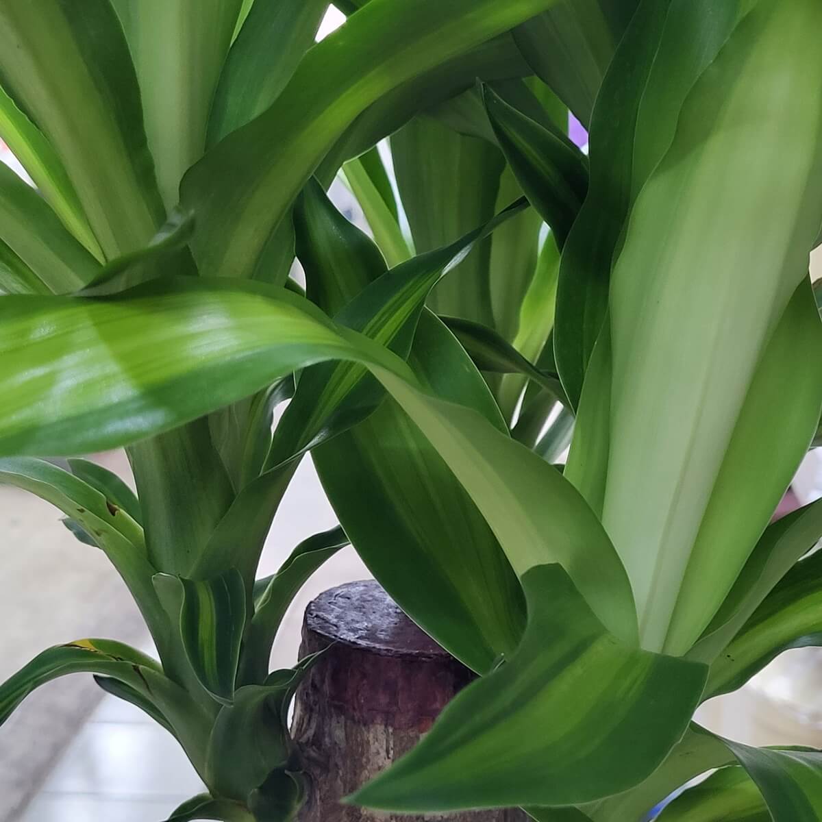 Close-up of Dracaena fragrans foliage showing broad, glossy green leaves with pale green centers on a thick cane stem. 巴西鐵特寫，寬大葉片呈深淺綠相間，自木質莖部向上伸展。