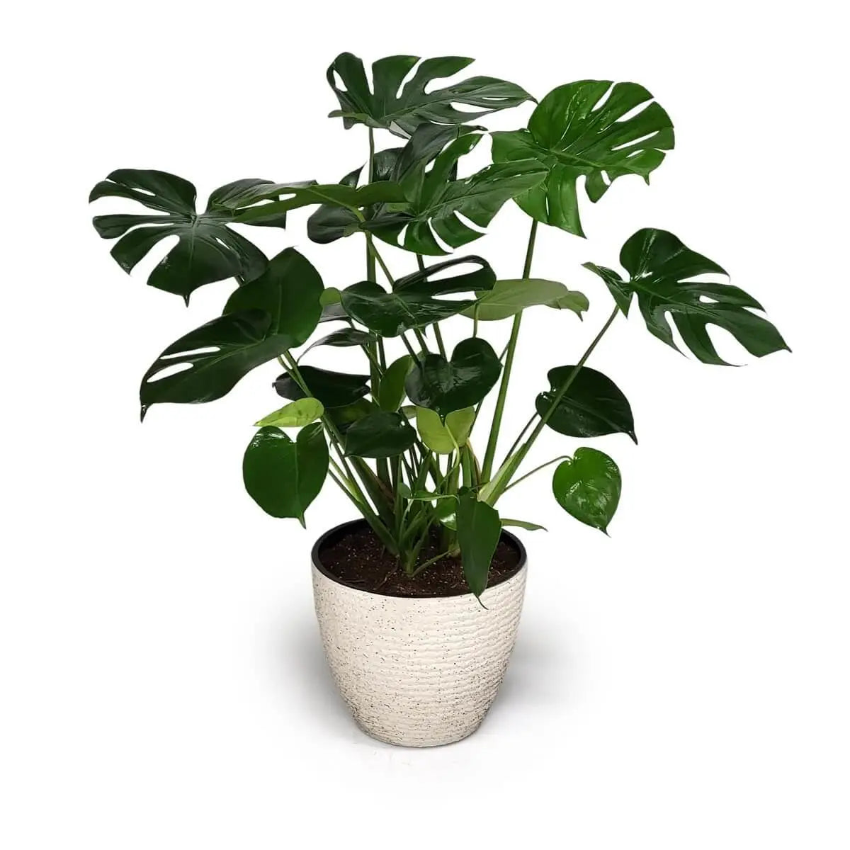 Monstera deliciosa with dark green split leaves and aerial stems in a textured cream ceramic pot filled with rich soil | 深綠龜背竹葉帶天然裂縫，米白陶盆紋理自然，盆土濃黑飽滿