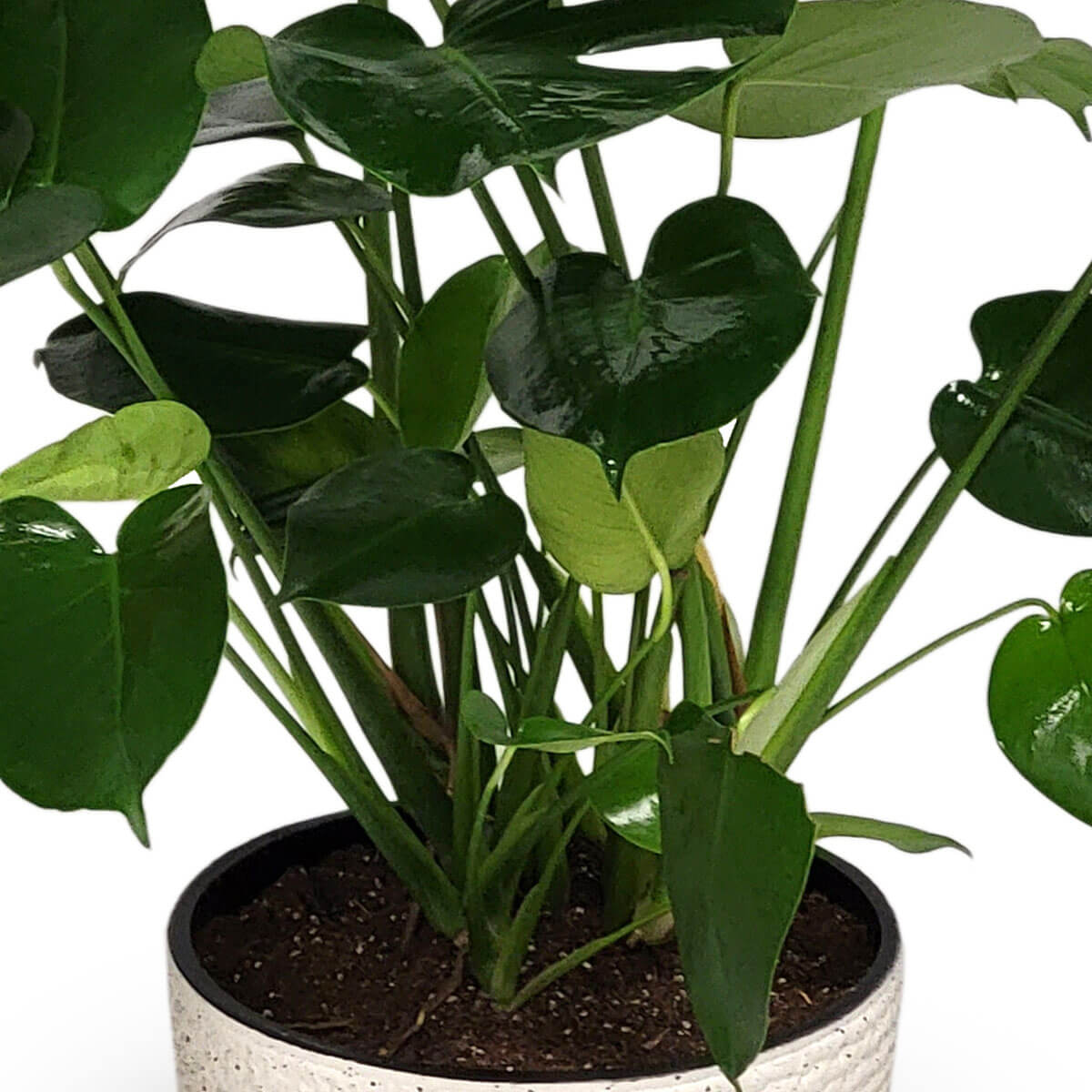 Monstera plant with glossy green leaves, some showing young splits 白色花盆中栽有龜背芋，綠葉閃耀光澤，呈心形，部分葉片初現裂紋，為室內空間增添熱帶風情。