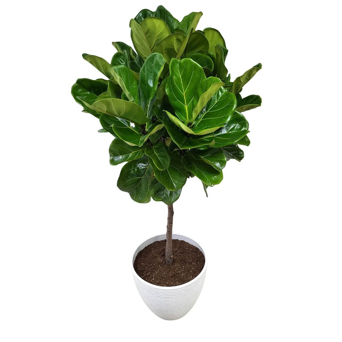 Full view of fiddle-leaf fig tree with dense leaves in a white pot 室內琴葉榕盆栽茂盛綠葉白色花盆完整原圖