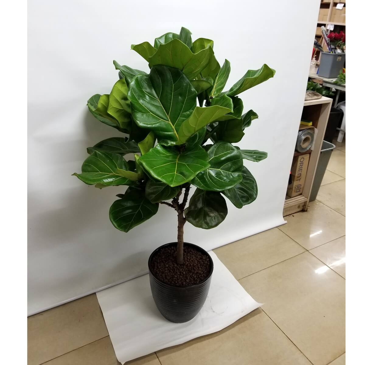 Fiddle-leaf fig plant in a dark ribbed pot, featuring large glossy leaves and pebble topsoil 深色盆栽琴葉榕，寬闊亮綠葉片配棕色鋪石，葉形自然挺立。