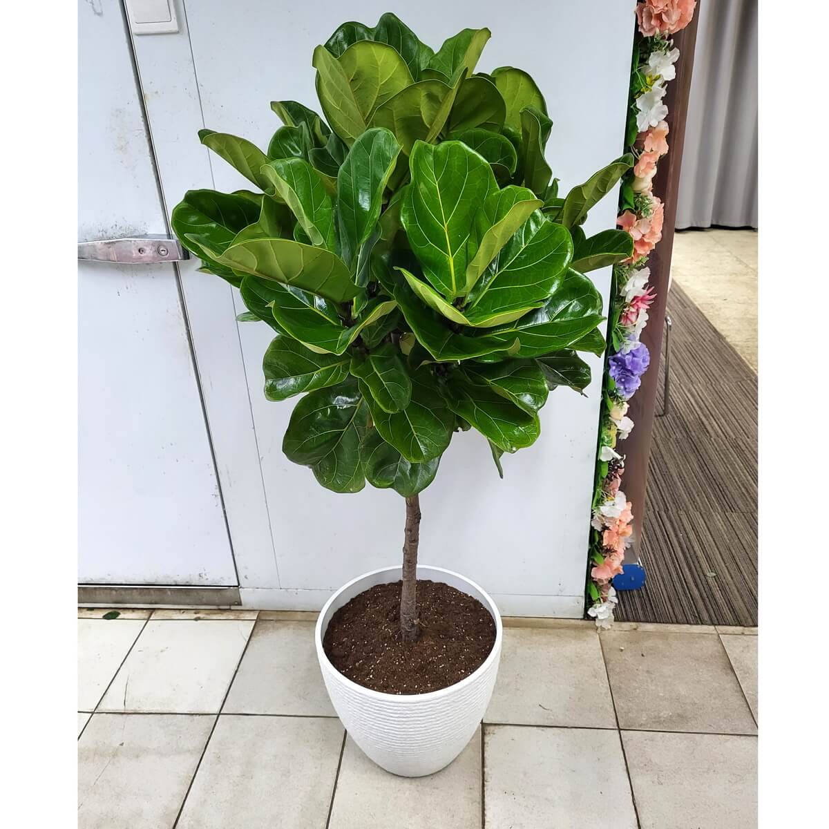 Indoor fiddle leaf fig plant featuring dense, glossy green foliage and a slender trunk in a white ceramic pot placed on tiled flooring 室內琴葉榕植物，枝葉濃密有光澤，樹幹挺拔，白陶花盆擺放於瓷磚地面上