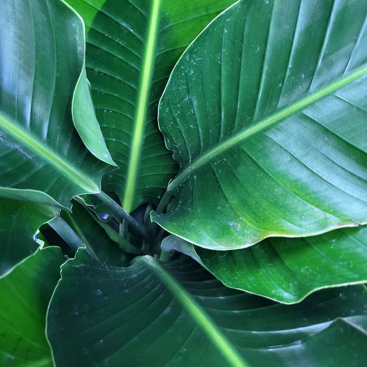 Detail view of wide, glossy dark green tropical leaves with pronounced central veins forming a spiral arrangement 熱帶植物寬闊深綠葉片細節特寫，中心脈絡明顯，葉形呈螺旋狀排列
