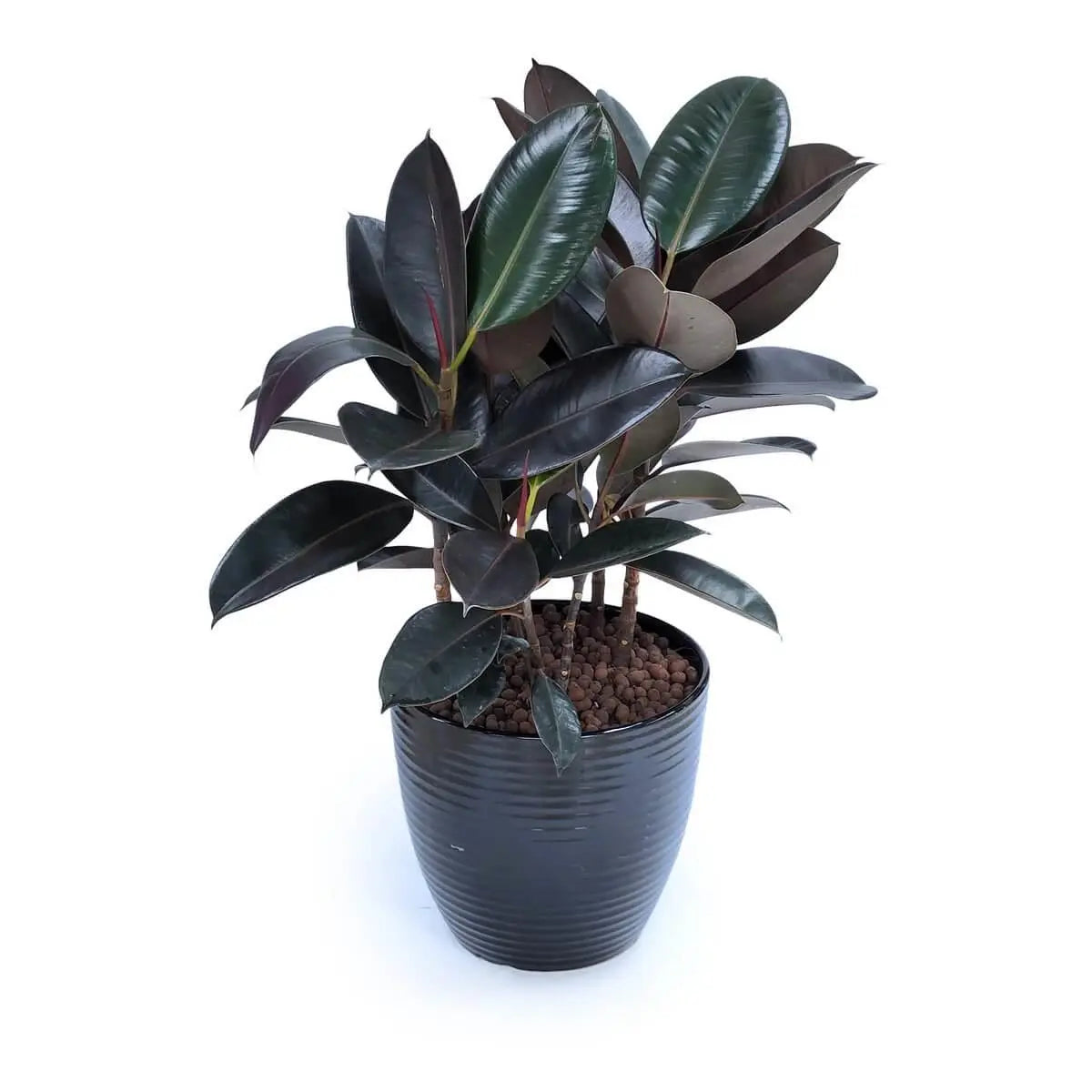 Dense rubber plant with broad, deep green leaves and red-tinged veins, rooted in clay pebbles inside a ribbed black ceramic pot | 黑陶瓷紋理花盆內密植橡膠樹，闊大深綠葉配紅邊葉脈，底部舖設陶粒