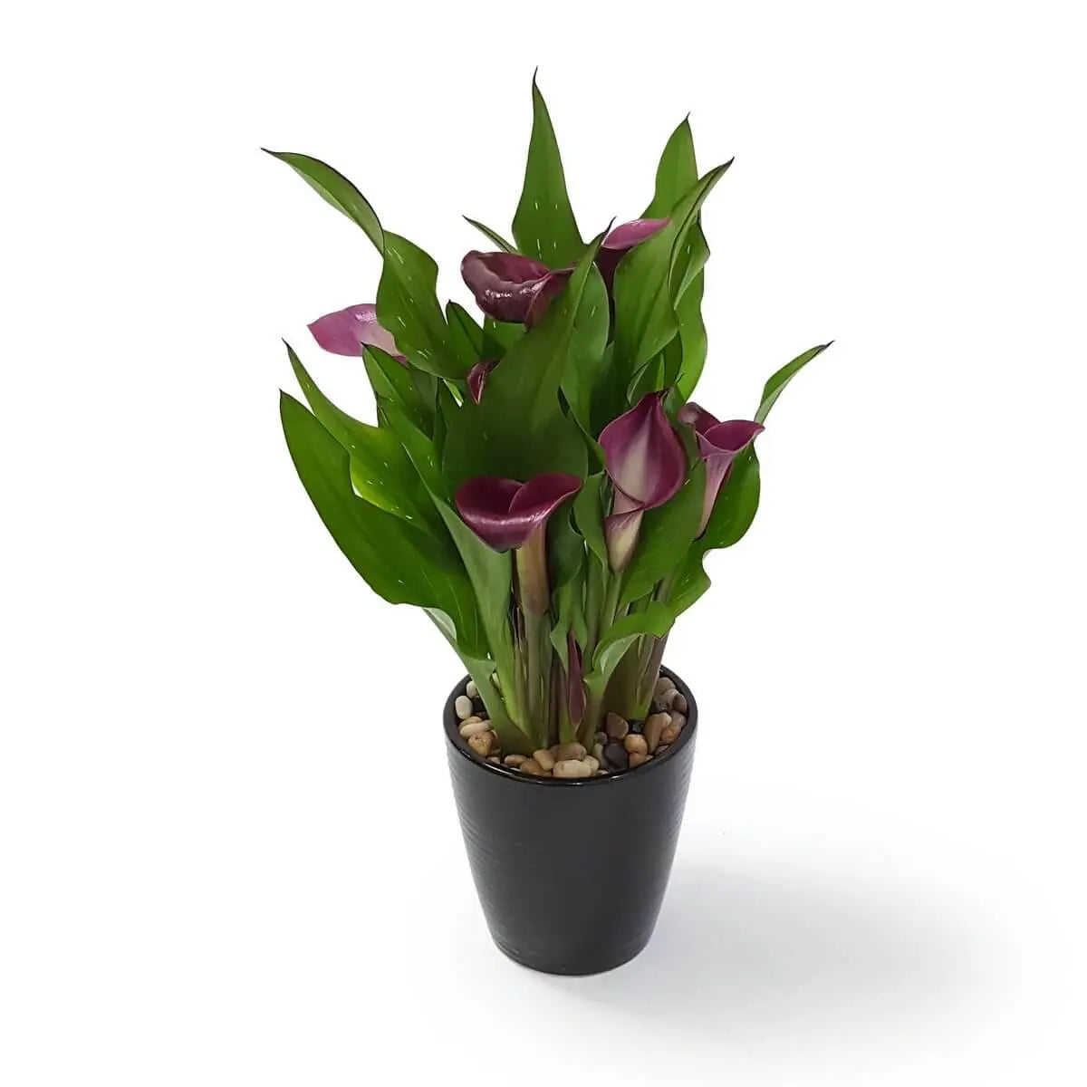 Elegant deep purple calla lilies with broad green leaves, arranged in a black ceramic pot with natural pebbles | 高貴紫色馬蹄蓮配寬大綠葉，種於黑色陶瓷花盆，飾以天然碎石