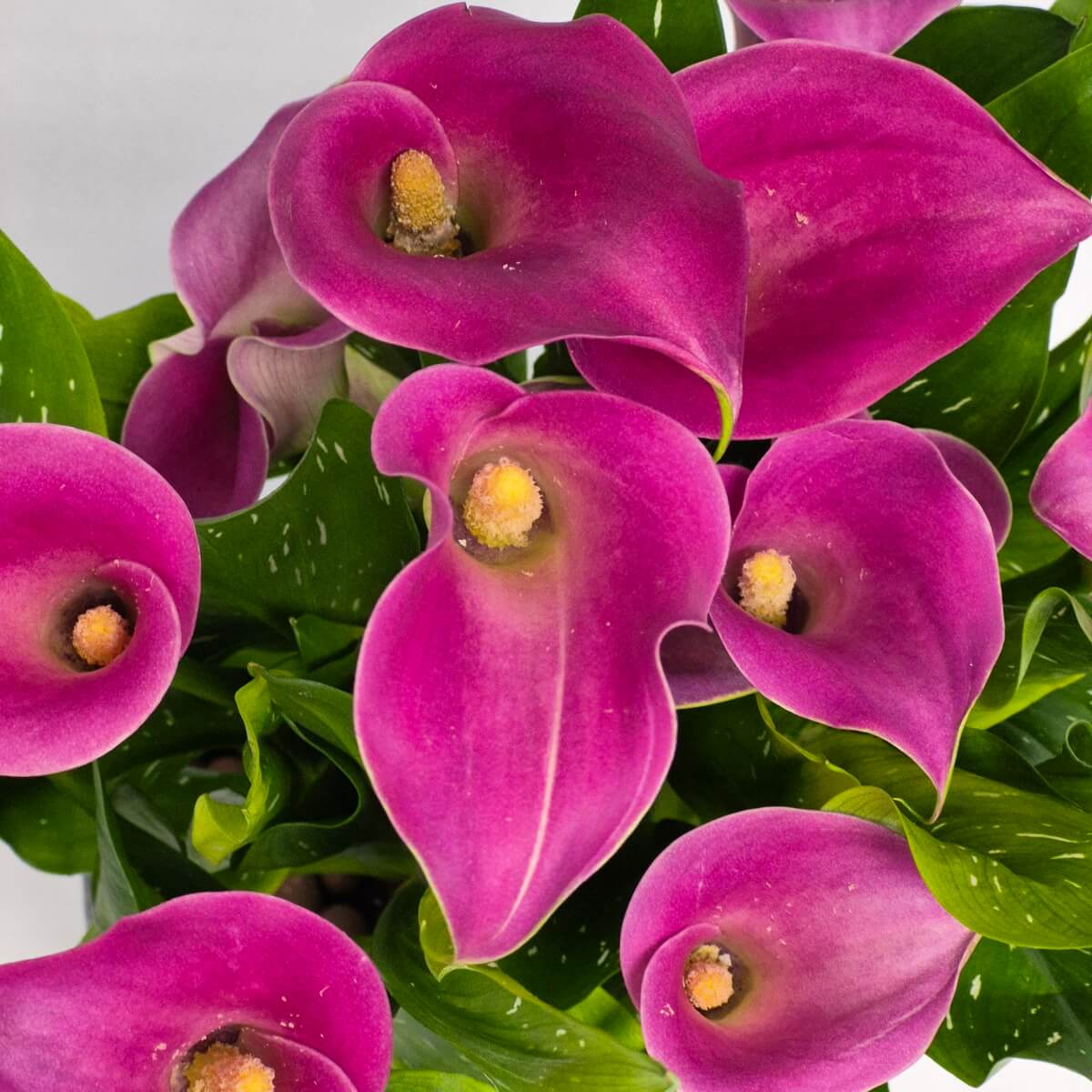 Potted Calla Lilies