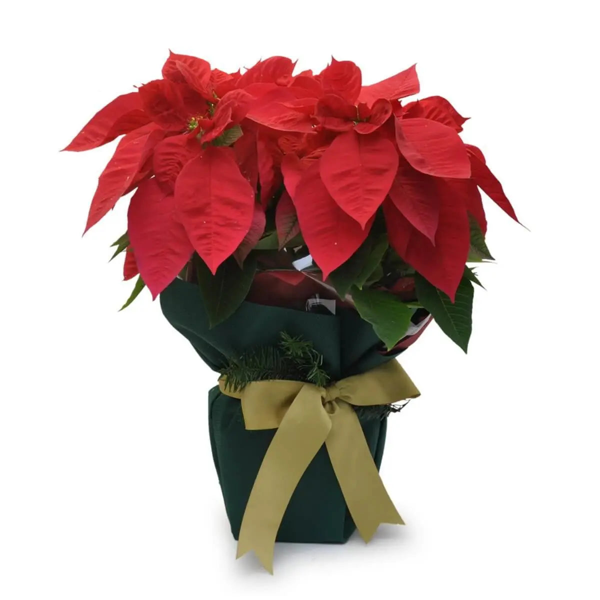 Lush red poinsettia plant with vibrant layered bracts and dark green foliage, wrapped in green fabric with gold bow | 鮮紅一品紅植物層疊苞片及綠葉繁茂，綁以金色蝴蝶結，包裹深綠布套。