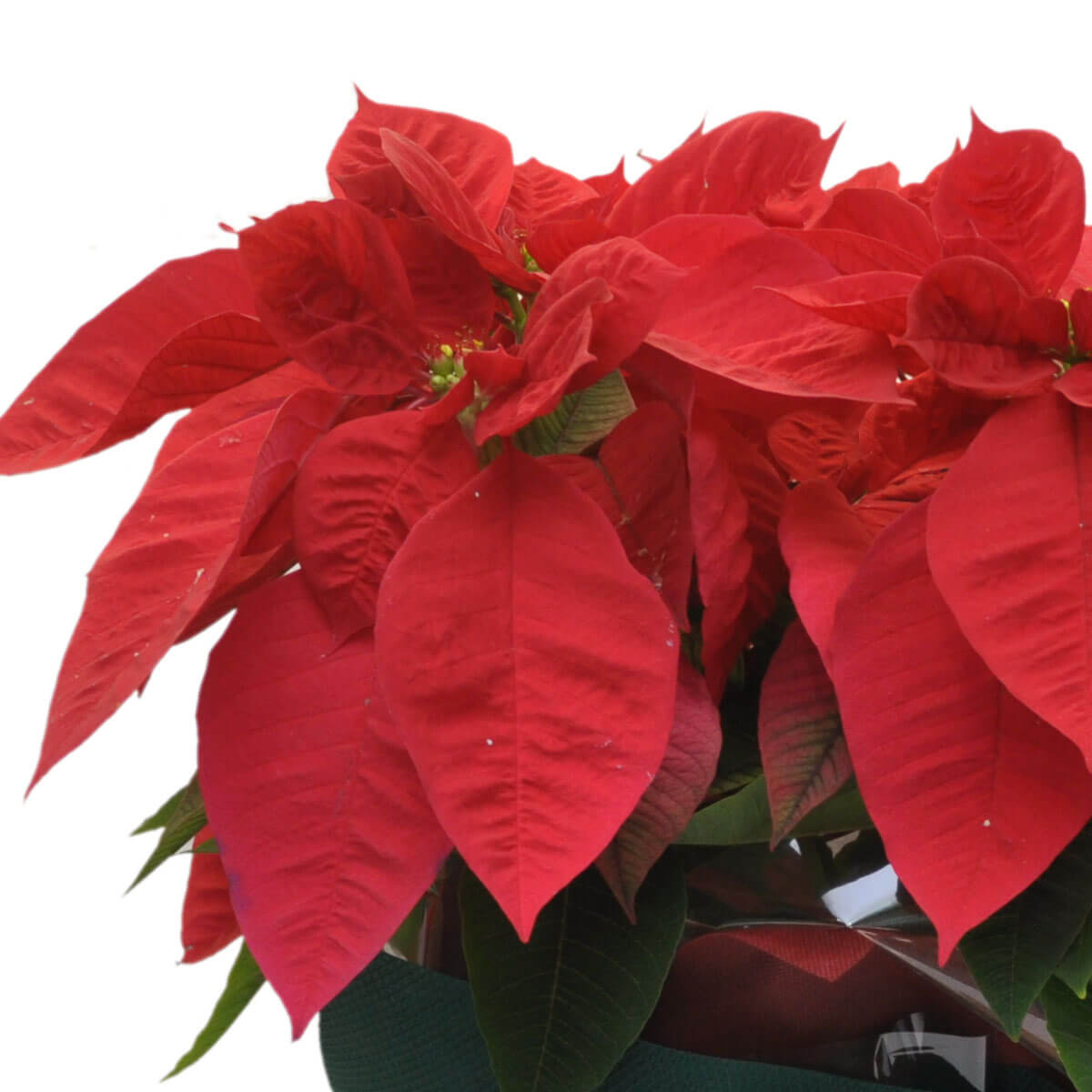 Vibrant red poinsettia bracts fan out above rich green foliage, symbolizing holiday cheer – 鮮紅聖誕紅苞葉層層綻放於濃綠葉上，象徵節日喜慶氛圍