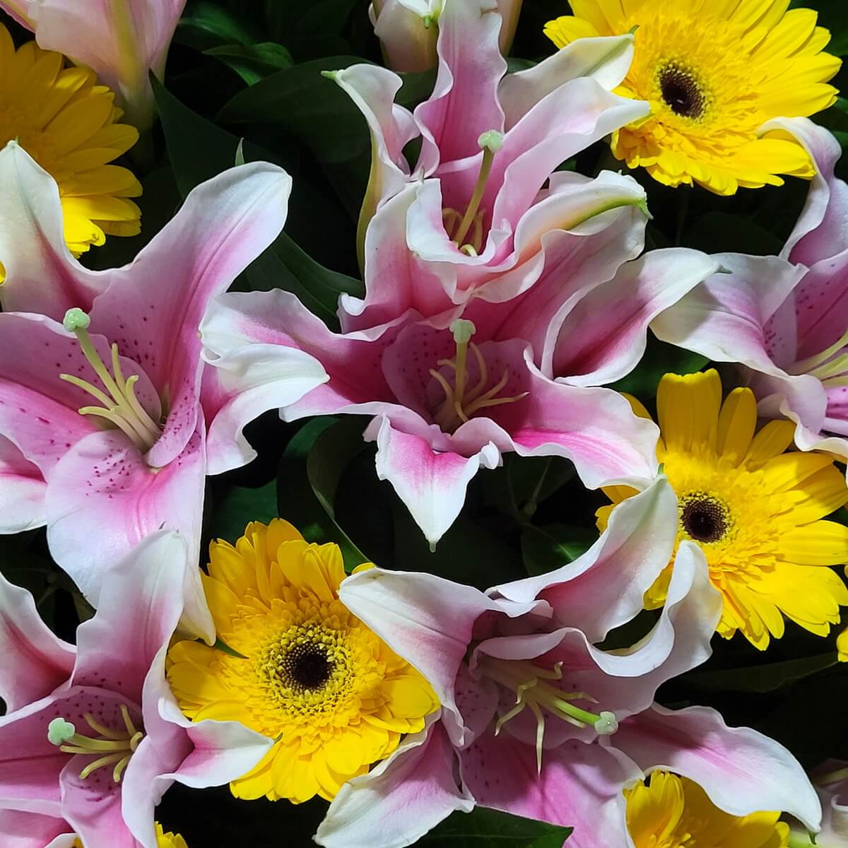 Macro view of vibrant pink oriental lilies paired with bright yellow gerbera daisies, showcasing vivid contrast. 鮮豔粉紅百合搭配明亮黃非洲菊的近距離特寫，色彩對比鮮明。