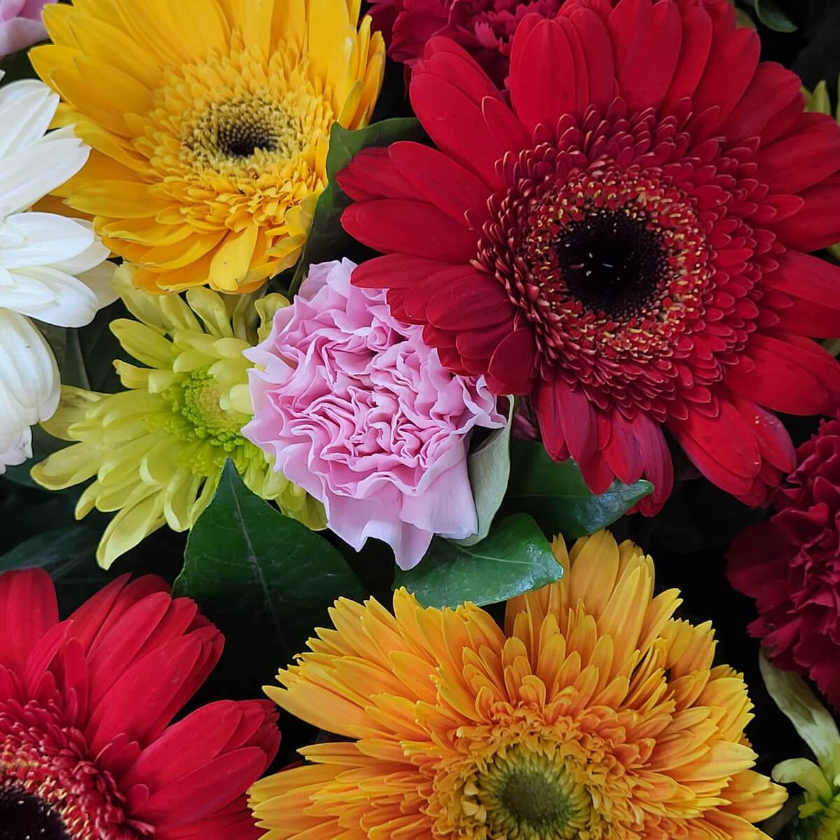 Macro view of multicolored gerberas in red, yellow, orange, and white, paired with pink carnation and green chrysanthemum. 紅、黃、橙及白色非洲菊，搭配粉紅康乃馨與綠菊的近拍特寫。