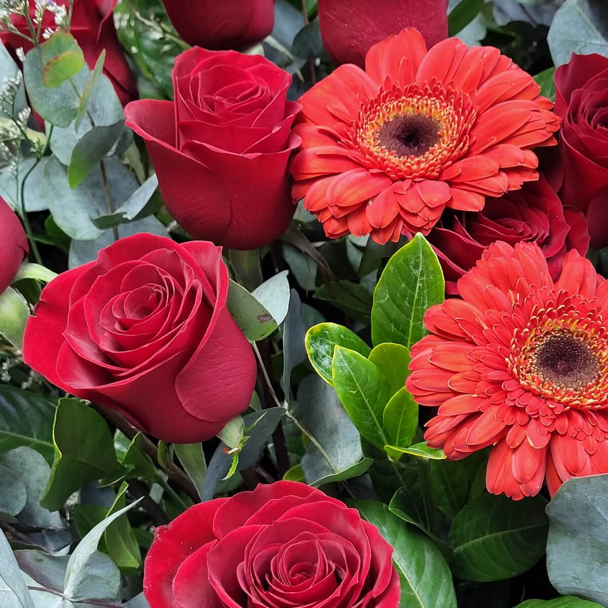 Close-up of fresh red roses and vibrant red gerberas surrounded by glossy green leaves - 紅玫瑰與鮮紅扶郎特寫，綠葉環繞
