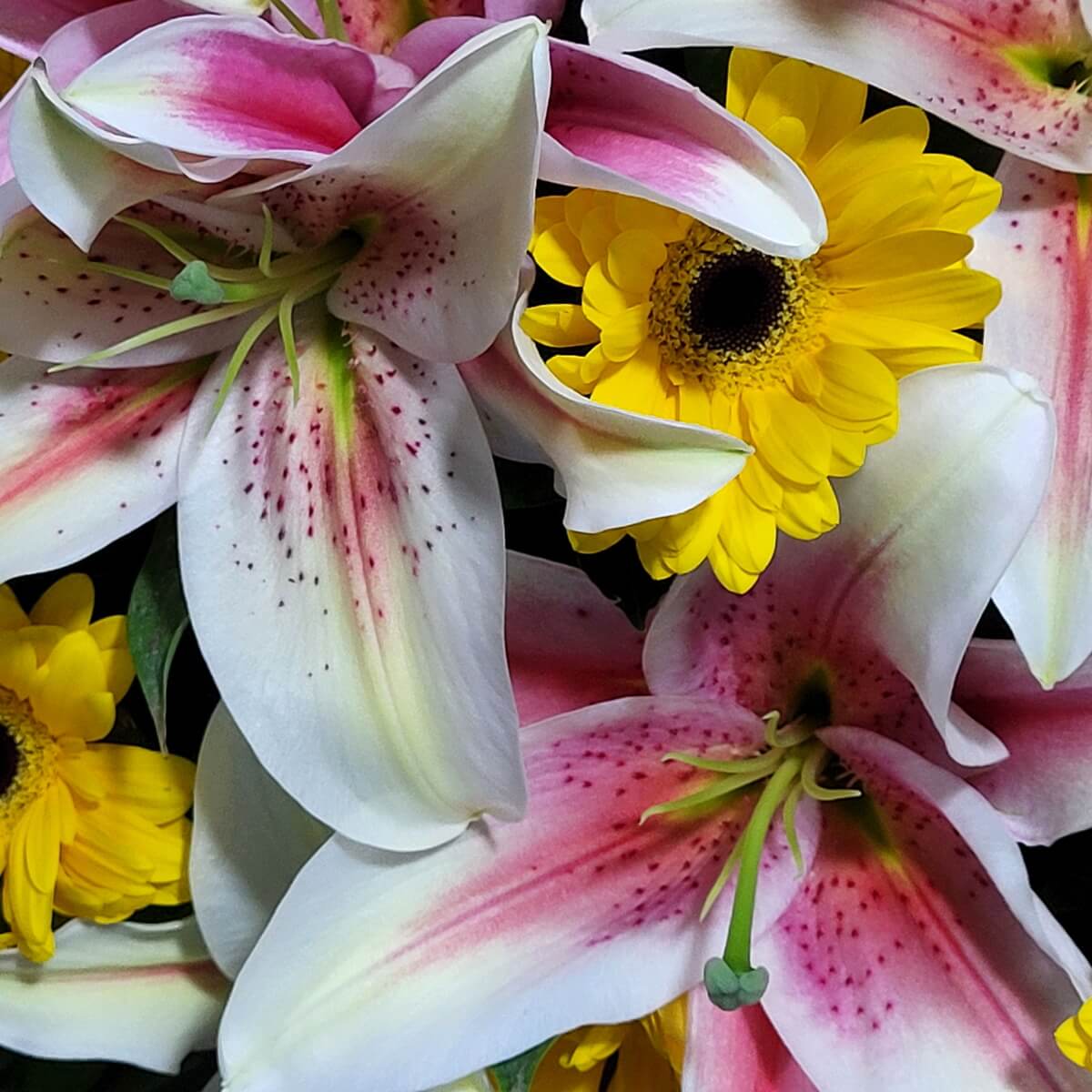 Detailed close-up of yellow gerbera daisies layered with large white-pink stargazer lilies showing freckled throats and gently curled petals | 黃非洲菊搭配粉白色星點百合，花瓣細膩，層次分明。