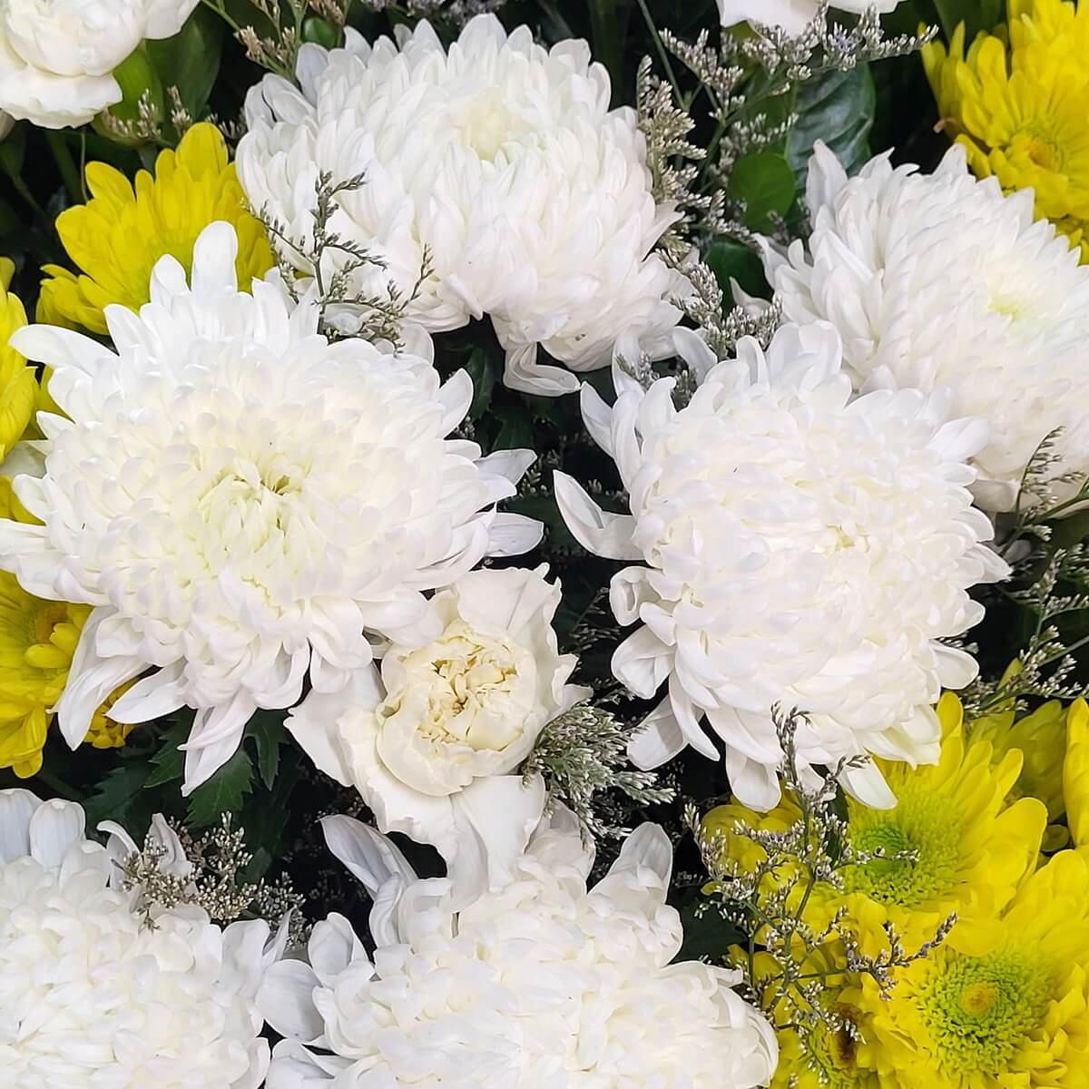 Close-up of white and yellow chrysanthemums with green centers, accented by white rosebuds and silver filler foliage 白色與黃色菊花花心為綠色，配襯白玫瑰花苞與銀色襯葉，構成清新層次感花材畫面。