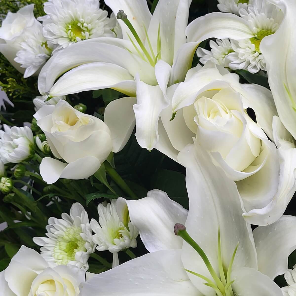 Close-up of fresh white lilies, roses, and button chrysanthemums with green foliage in a soft white palette 白百合、白玫瑰及白色乒乓菊特寫，配以綠葉，呈現柔和白色系配搭。