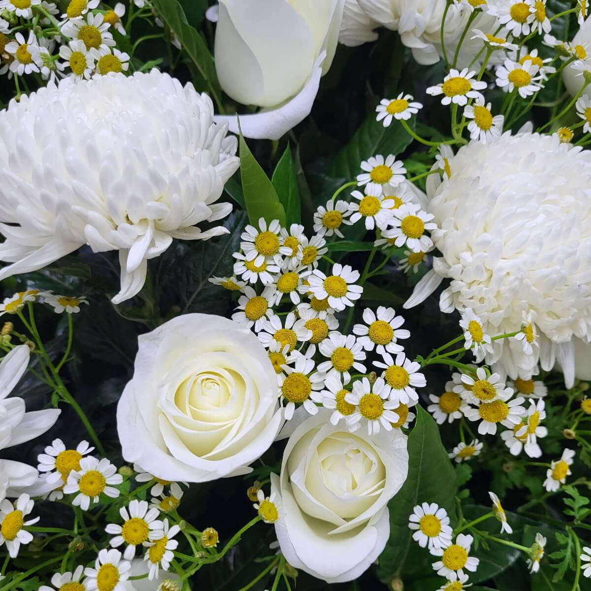 Close-up of white chrysanthemums, creamy white roses, and clusters of yellow-centered chamomile against dark green leaves | 白菊、米白玫瑰及洋甘菊花叢配深綠葉材的特寫鏡頭。