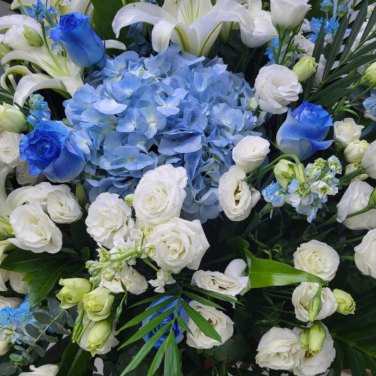 Close-up of blue hydrangeas, blue roses, and white lisianthus 藍繡球、藍玫瑰與白洋桔梗近拍，配以小白玫瑰及熱帶綠葉。
