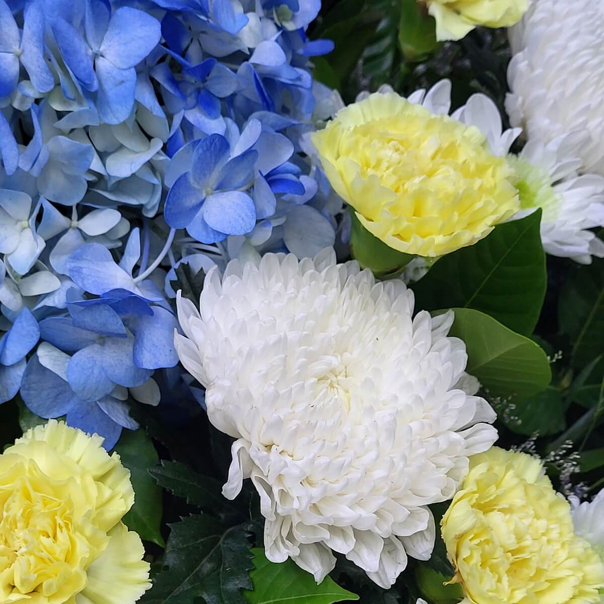 Detail view of clustered blue hydrangeas, layered white button chrysanthemums, and soft yellow carnations 藍繡球花、層次分明的白乒乓菊與柔黃康乃馨組成的特寫花藝構圖