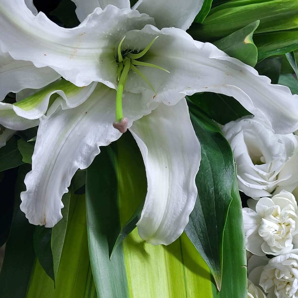 Close-up of a blooming white lily with lisianthus and carnations, accented by broad green foliage 白百合盛開特寫，搭配洋桔梗及康乃馨，綠葉層次分明，質感鮮明。