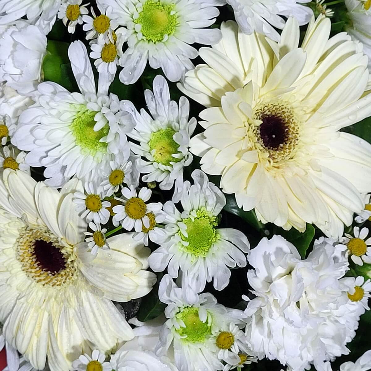 Close-up of creamy white gerbera daisies with white chrysanthemums, chamomile blooms, and full white carnations | 奶白非洲菊襯以白色菊花、洋甘菊及飽滿白康乃馨特寫，層次細膩清新