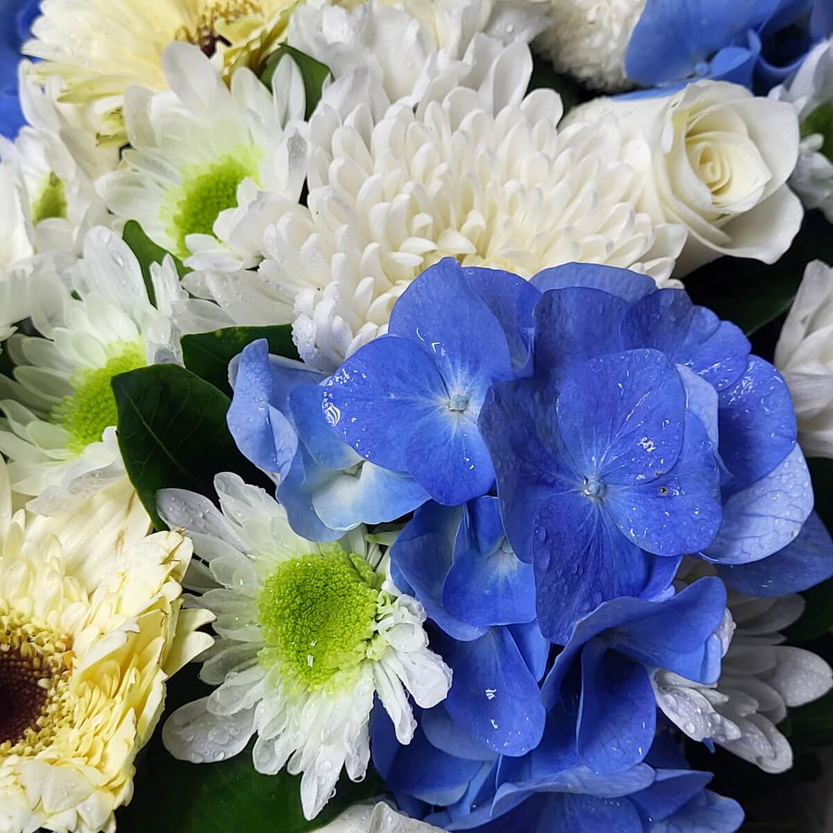 Close-up of blue hydrangeas with white button chrysanthemums, pale gerbera, and roses 藍繡球花特寫，搭配白色乒乓菊、淡黃色非洲菊及白玫瑰，配以綠葉，層次鮮明。