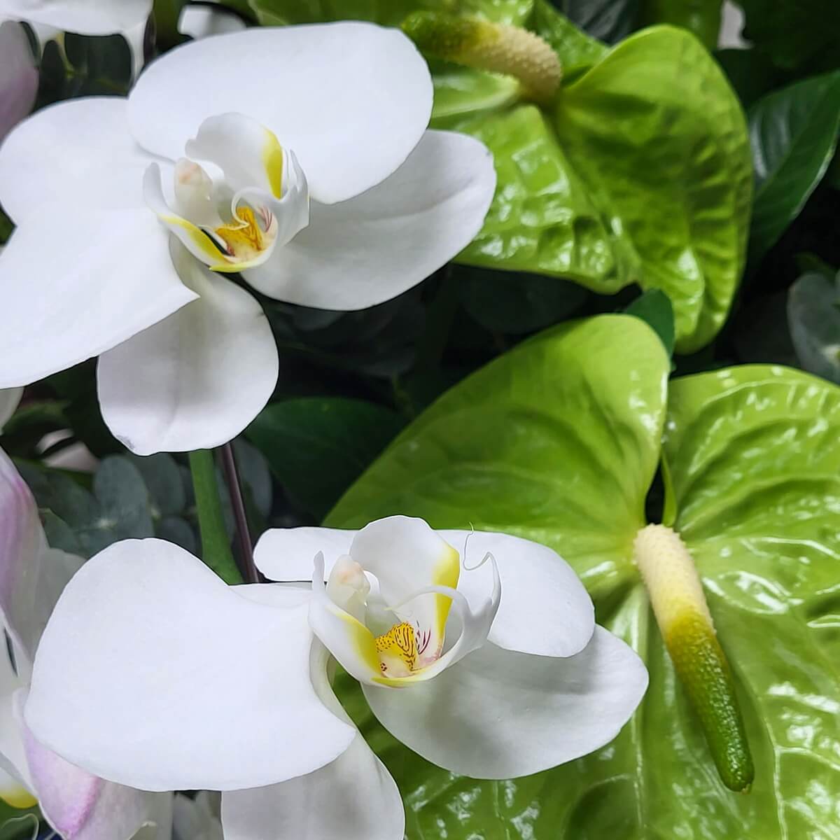 Close-up of white phalaenopsis orchids paired with green anthuriums and shiny foliage 白色蝴蝶蘭與青綠火鶴花特寫，葉片光澤鮮亮，構成清晰對比的熱帶風格搭配。