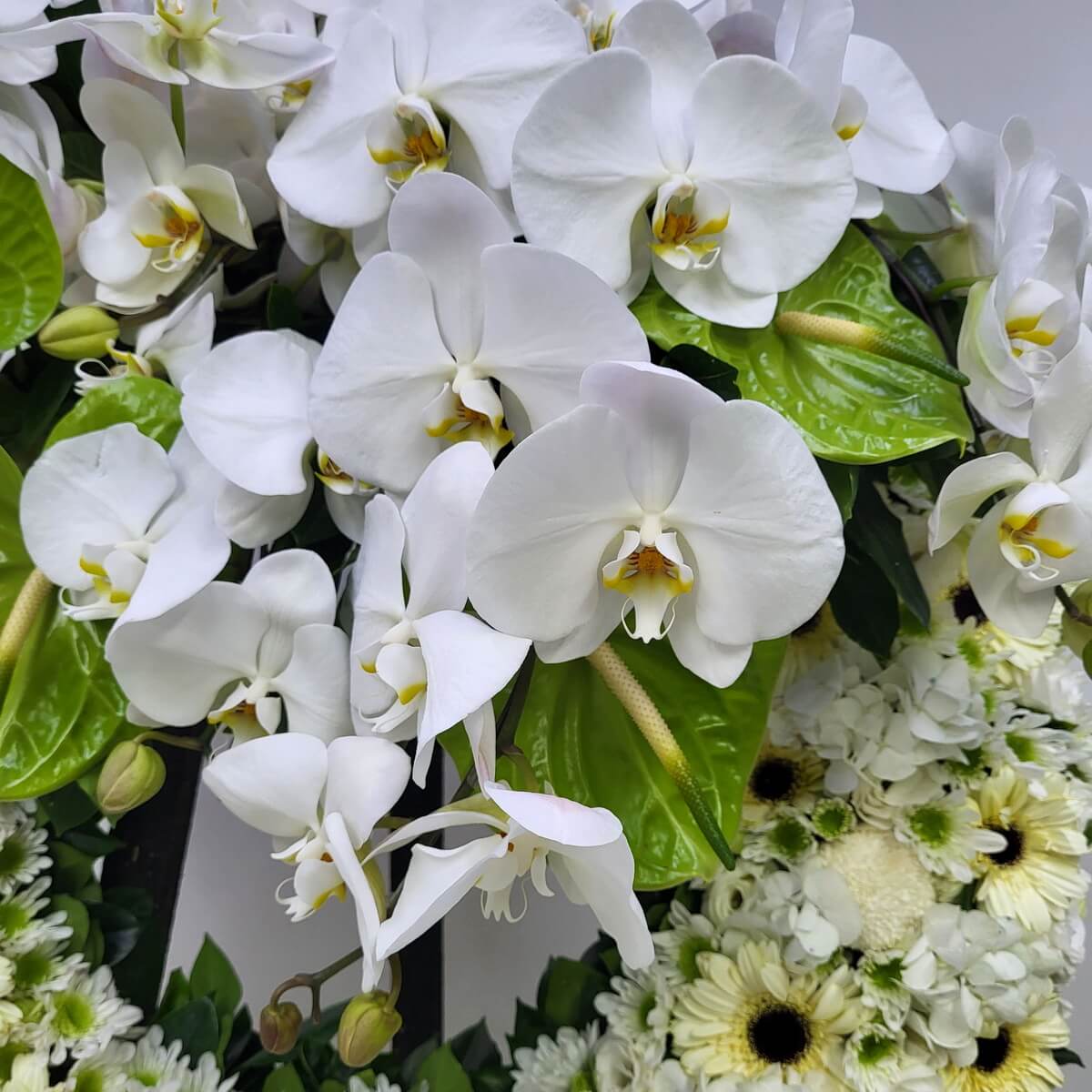 Macro view of white phalaenopsis orchids and glossy green anthuriums layered above white gerberas, button chrysanthemums, and soft hydrangea petals 白色蝴蝶蘭及亮綠色火鶴花覆蓋白色非洲菊、乒乓菊與繡球花的放大特寫圖