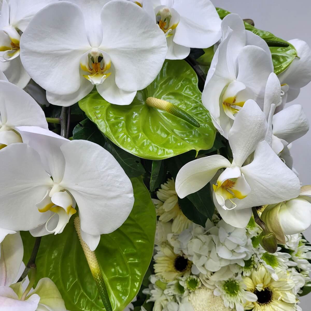 Zoomed-in shot of white phalaenopsis orchids and glossy green anthuriums layered with white button chrysanthemums, gerberas, and hydrangeas 白色蝴蝶蘭、亮綠色火鶴花配白色乒乓菊、非洲菊及繡球花的放大特寫圖